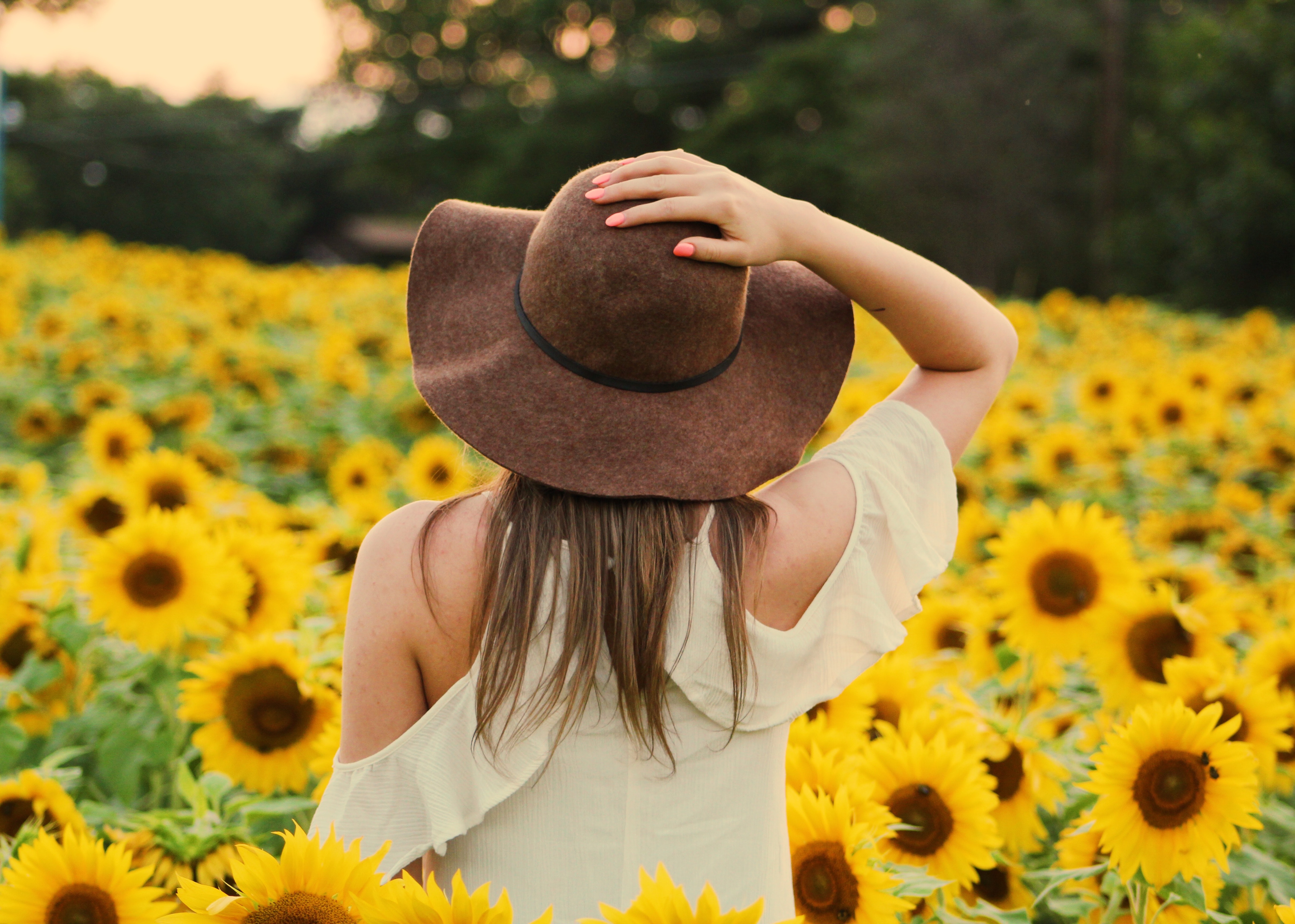 Sunflowers